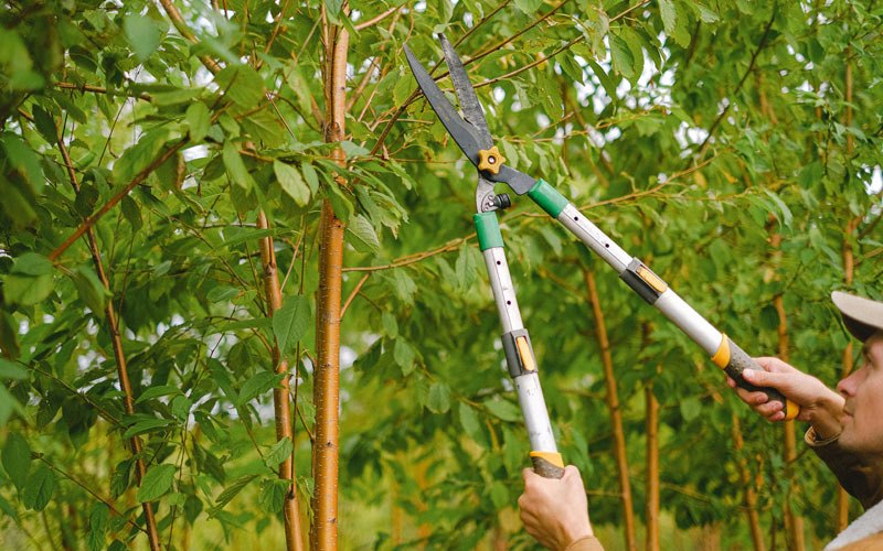 Tree trimming in Mattawa, WA